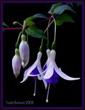 Fuchsia Hybirds